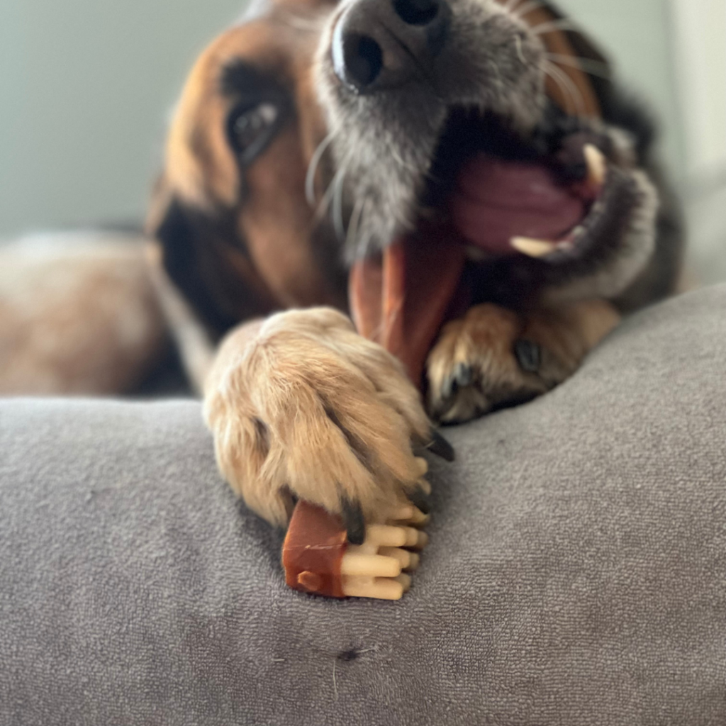 Tail wags and sloppy kisses - the true essence of dog happiness.